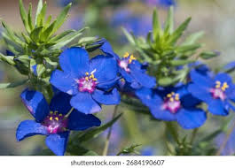 Image result for Lysimachia monelli