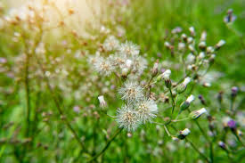 Image result for Vernonia cinerea