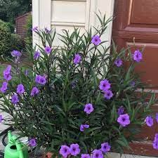 It needs little maintenance, and looks great with a variety of other maintenance: Gardening Q A No Need To Fret Over Mexican Petunia It Will Overwinter Fine The Virginian Pilot