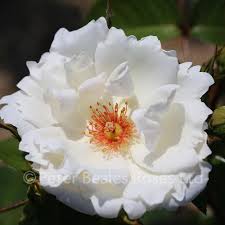 First step is to make sure you have your starlight rose herbing skill in rank 3. Starlight Symphony Climbing Rose Peter Beales Roses The World Leaders In Shrub Climbing Rambling And Standard Classic Roses