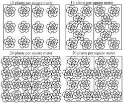 Commercial Hydroponic Farming Planting Density Of Various Vegetable Crops In Hydroponic Systems