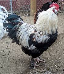 Maybe you would like to learn more about one of these? Chicken Breeds Livestock Of The World