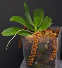 Image result for Chamaeangis