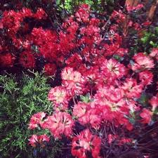 We Had A Good Time At The Cincinnati Home And Garden Show So Glad I Won The Tickets On Adventuremom S Blog Thanks Nedra In 2020 Garden Show Plants Garden
