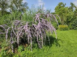 Image result for Komule střídavolisté