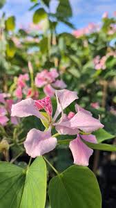 Image result for Bauhinia monandra
