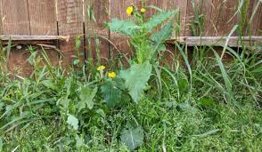 Image result for Sonchus luxurians