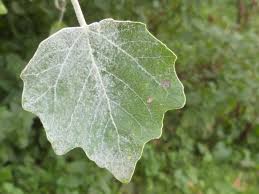 Image result for Populus ×  canescens