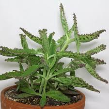 Cacti And Succulents Identification Cacti And Succulents Kalanchoe Blossfeldiana Sedum