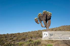 Image result for Dendrosenecio