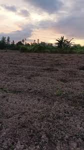 pinjam dulu 100 angkol