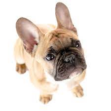 French Bulldog White Background Brown Bulldog French Bulldog Brown French Bulldog