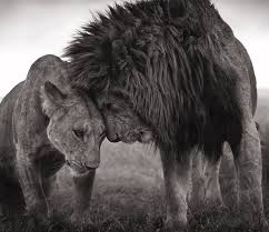 Black And White Lion And Lioness Picture Nick Brandt Lions Head To Head 2008 White Canvas Art Lion Photography Lion And Lioness Tattoo