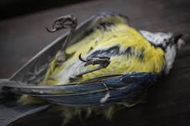 Birds can enter a garage in several ways. Dead Bird Removal Safe And Responsible