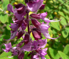 Image result for Syncolostemon