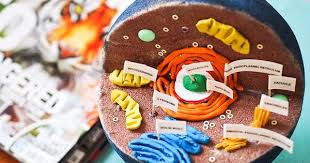 Plant Cell Project Styrofoam Modifikasi Sepeda Motor Hucre Modeli Egitim Tablolar