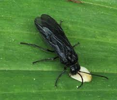 These tiny insects lay their eggs inside the stems. Solomons Seal Sawfly Pacific Bulb Society
