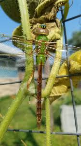 Black Beetles In The City Common Green Darner Dragonfly Anax Junius Male Spotted At Acre In The City Photo Pollinators Beneficial Insects Acre In The City Insec