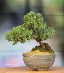A 5 Year Old Juniper Bonsai Tree In Japanese Setku Bowl Amazon Com Grocery Gourmet Food Juniper Bonsai Bonsai Tree Bonsai Tree Care