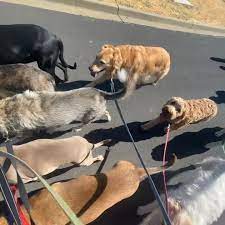 Z Animal Lover | Concord CA