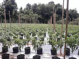Pembongkaran rahsia menjana pendapatan melalui pertanian moden. Nak Pokok Cili Subur Gemuk Usahawan Tanaman Fertigasi Ini Kongsi Tip Power