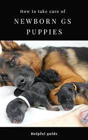 How To Take Care Of Newborn German Shepherd Puppies Gshepherds Puppies Shepherd Puppies German Shepard Puppies