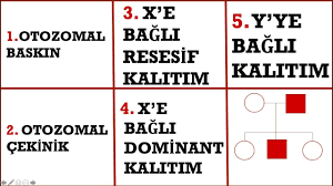 110 Kalitim 15 1 Soyagaci Uzerinden 5 Soru Sorunsali 10 Sinif Tyt Hacettepelihoca Youtube