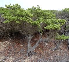 Image result for Suriana maritima