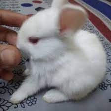 • we explored cartimar and asked some prices of the pets we saw. Sri Ram Rabbit Shop Malviya Nagar Pet Shops In Jaipur Justdial