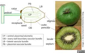 Image result for Actinidiaceae