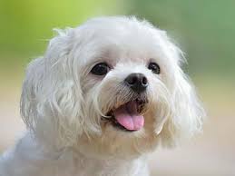 Maltese Price Temperament Life Span