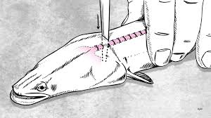 Wie Totet Man Einen Fisch Fische Angeln Aal Angeln Angeln