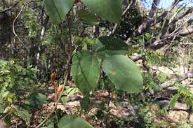 Image result for Rhynchosia hirta