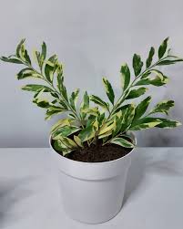 Image result for Suregada