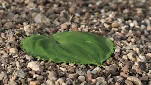 Image result for Eriospermum roseum