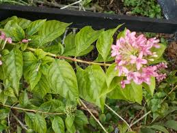 Image result for x Ruttyruspolia 'Phyllis van Heerden'