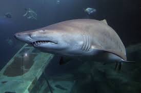 Sand Tiger Shark Vs Battles Wiki Fandom Powered By Wikia