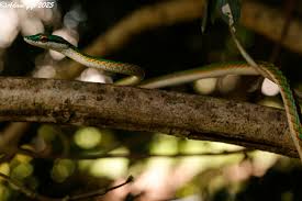 Image result for Scleria induta