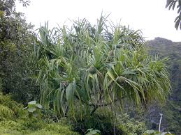Image result for Pandanus sp. B