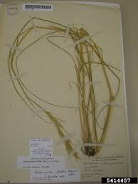 Image result for Bothriochloa bladhii