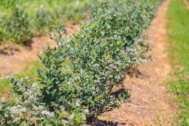 Fie ca esti fermier sau nu, poti beneficia de cateva oportunitati reale de obtinere de fonduri europene, de atragere de un kilogram de afine se vinde cu 15 lei sau chiar mai mult. Etapele Infiintarii Unei Ferme De Afini Natural Invest