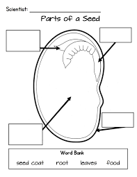 Jack And The Beanstalk Parts Of A Seed Kindergarten Science Jack And The Beanstalk