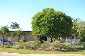 Image result for Mimusops