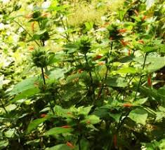 Image result for Dicliptera minor