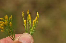 Image result for Lintonia nutans