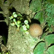 Image result for Drypetes arguta