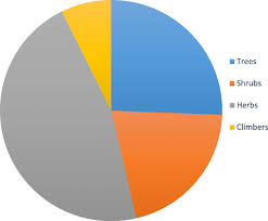 Image result for Blepharis diversispina