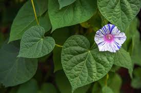 More images for how long does it take morning glories to bloom » Morning Glory Plant Care Growing Guide