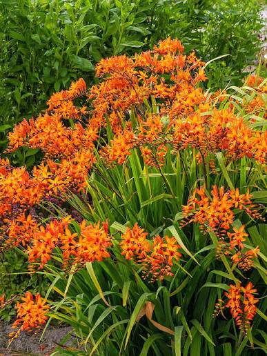 Crocosmia Firestars Firestarter | Bluestone Perennials
