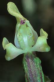 Image result for Disperis reklieberae